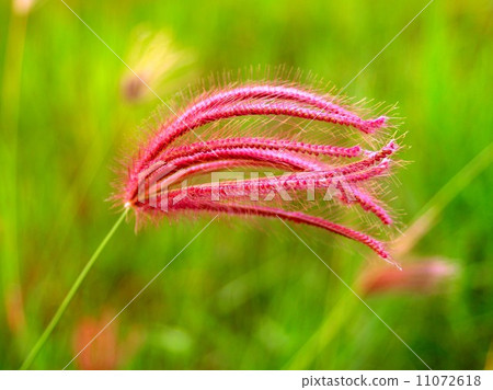 the Selection of Various Colorful  Flower in nature 11072618
