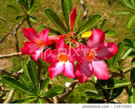 the Selection of Various Colorful Flower in nature the Selection of Various Colorful Flower in nature 11072662
