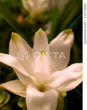 the Selection of Various Colorful  Flower in nature 11072668
