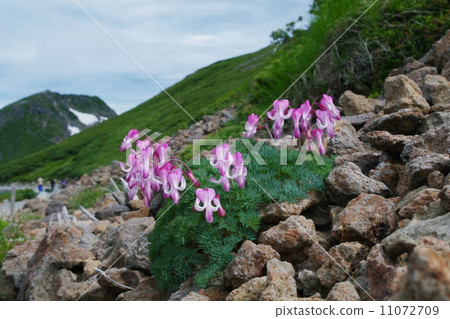 Rumor that blooms on the rocky edge 11072709