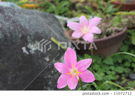 Pink ball deodor 11072712