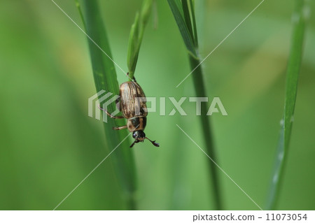 Creatures insects Semadarus elegans There are various types of patterned caterpillars. It is quite a big pest ② Creatures insects Semadarus elegans There are various types of patterned caterpillars. It is quite a big pest ② 11073054