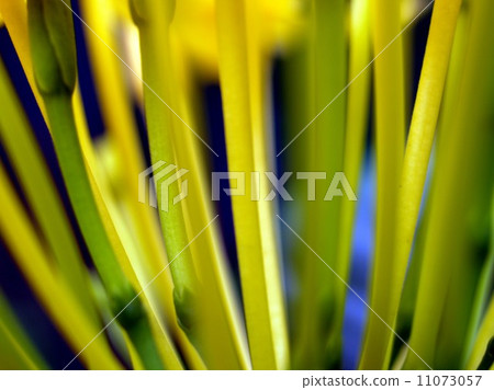 the Selection of Various Colorful  Flower in nature 11073057