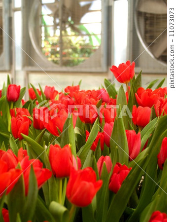 the Selection of Various Colorful  Flower in nature 11073073