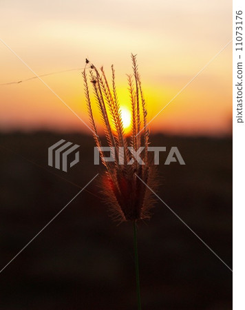the Selection of Various Colorful Flower in nature the Selection of Various Colorful Flower in nature 11073176
