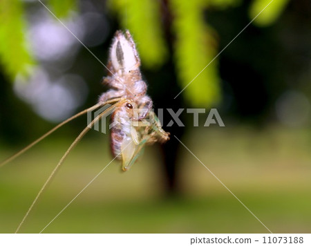 Spider and  tarantula photo in nature 11073188