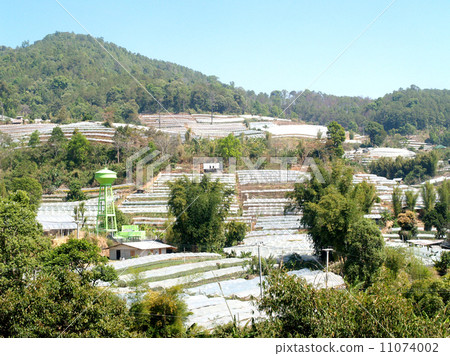Greenhouse Plant,  Doi Inthanon, Chiang Mai, Thailand 11074002