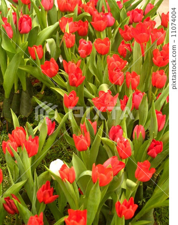 royal flora expo chiangmai thailand 11074004