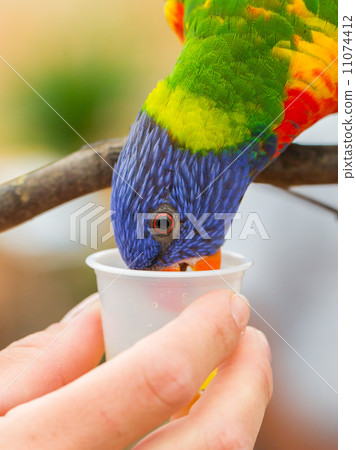 Australian Rainbow Lorikeet, Trichoglossus moluccanus Australian Rainbow Lorikeet, Trichoglossus moluccanus 11074412