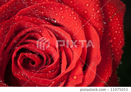 Red rose flower with water droplets. Close-up photo with shallow depth of field 11075053