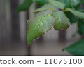 一滴水滴 11075100