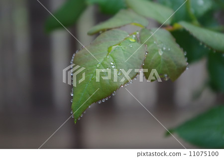 一滴水滴 一滴水滴 11075100