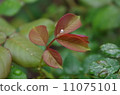 珍珠在樹葉上 11075101