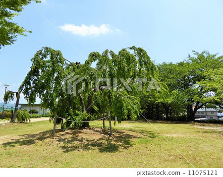 A weeping cherry tree (leaf cherry tree) A weeping cherry tree (leaf cherry tree) 11075121
