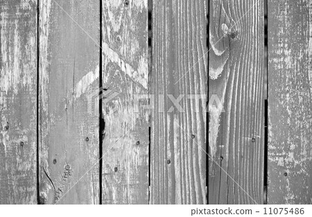 Texture of weathered gray wooden lining boards 11075486