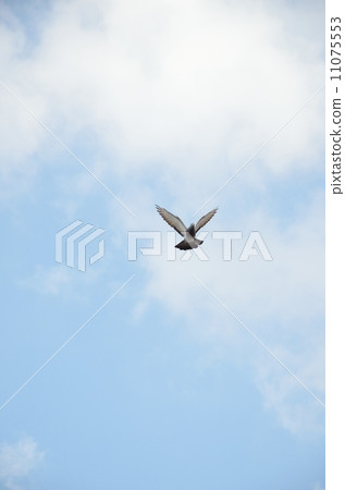 Dove of the pigeon Dove of the pigeon 11075553