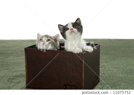 Suko in a tea box Suko in a tea box 11075752