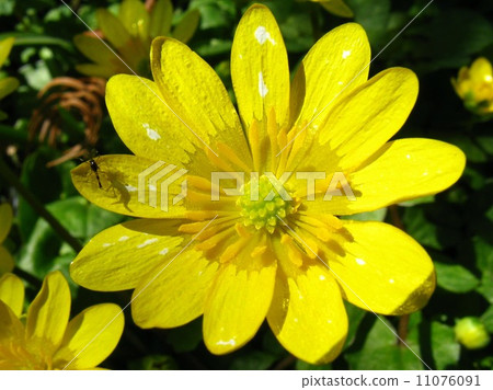 It is an auspicious name to call Fukusuke It is an auspicious name to call Fukusuke 11076091