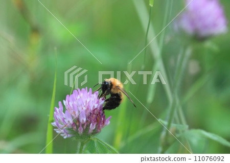 Collect pollen with living things insects tiger bumblebee, Murasakirukesa 11076092