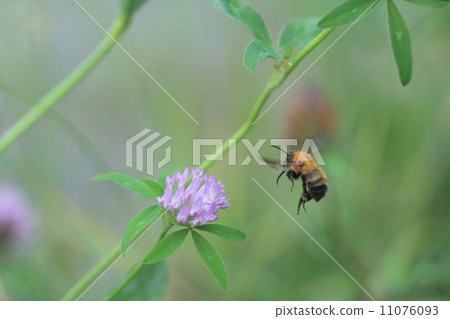 Living things Flies around the insect tiger bumblebee, Murasakitetsukusa Living things Flies around the insect tiger bumblebee, Murasakitetsukusa 11076093