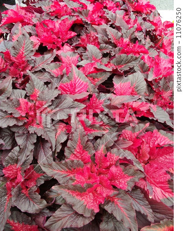 Army of Army 11076250