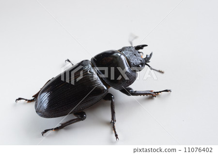 女Ookuwagata 女Ookuwagata 11076402