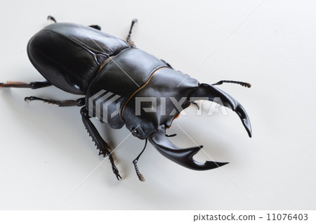 Stag beetle Stag beetle 11076403