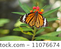 蝴蝶 11076674
