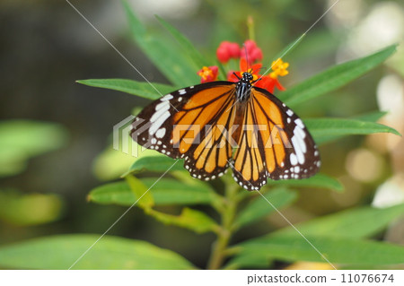 蝴蝶 11076674