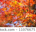 秋天的樹葉 11076675