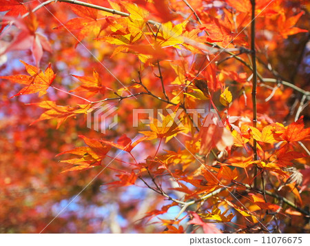 秋天的樹葉 11076675