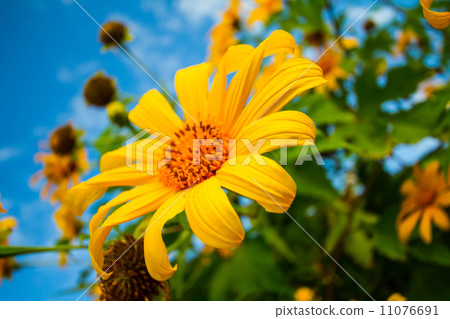 sunflowers background sky sunflowers background sky 11076691