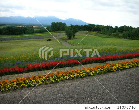 Scenery of Furano, Hokkaido 11076716