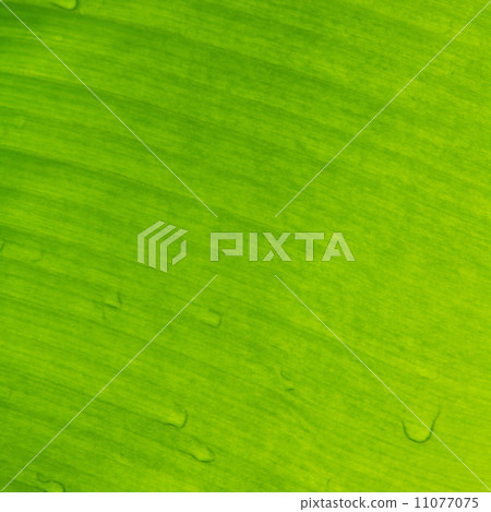 Banana leaf 11077075