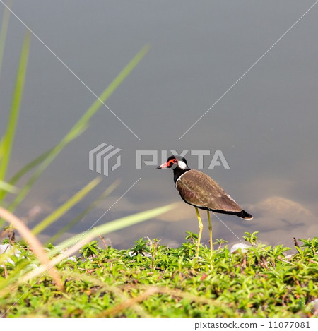 Red-wattled Lapwing 11077081