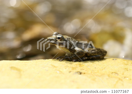 紅頭青蛙 11077167