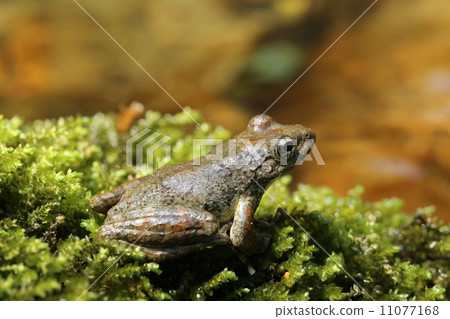 紅頭青蛙 11077168