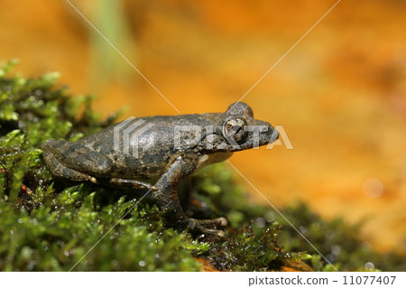 紅頭青蛙 11077407