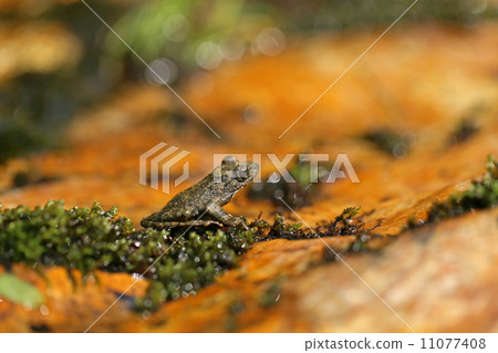 Red-headed frog 11077408