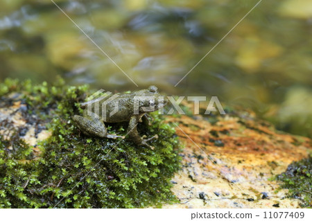 Red-headed frog 11077409