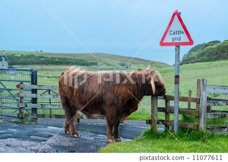 Scottish Highland Cattle Scottish Highland Cattle 11077611