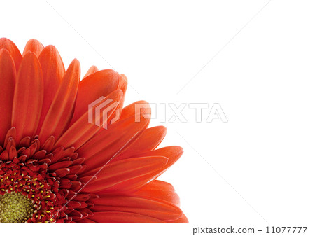 red gerbera red gerbera 11077777