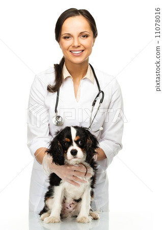 Young positive brunette veterinary woman with spaniel 11078016