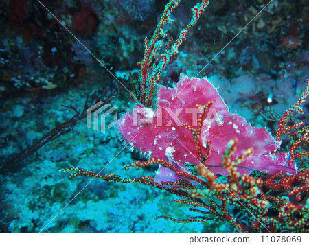 Pink Hadaka Haokoze Pink Hadaka Haokoze 11078069