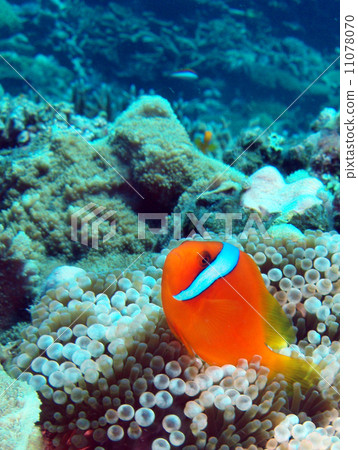 Wishes of anemone fish 11078070