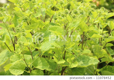 Burdock root 11078452
