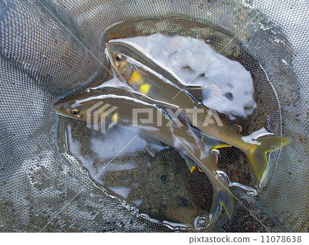 新鮮的新鮮ayu 11078638