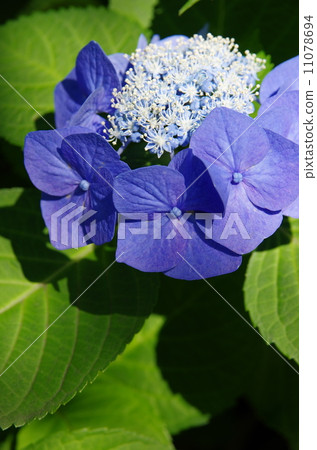 hydrangea   11078694