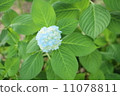 Small hydrangea 11078811