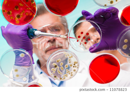 Senior life science researcher grafting bacteria. Senior life science researcher grafting bacteria. 11078823